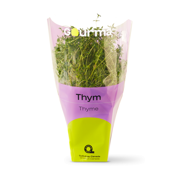 Plant De Thym Les Serres Gourma Inc Aliments Du Qu Bec