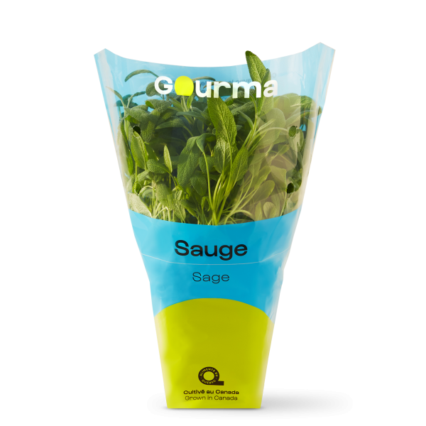 Plant De Sauge Les Serres Gourma Inc Aliments Du Qu Bec